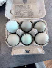 12 X Blue Sky Eggers. For Your Incubator. Aracuana Mix Leghorn. Not Live Animal.