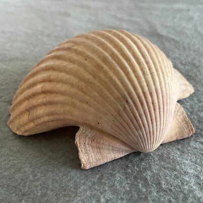 Oceanic Sea Shell Natural Seashell Scallop Half Shell 3.5''