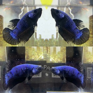 Bettas Fish Live Avatar Gordon Ebay