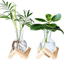 Propagation Stations, Propagation vases with Wooden Stand, Small Tabletop Glass