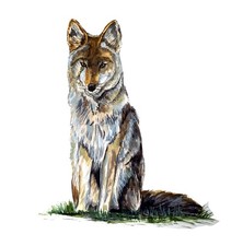 Decal Vinyl Sticker Coyote - Printed Vinyl Decal Made in USA