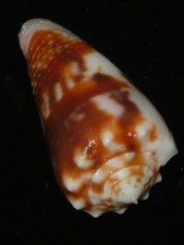 775 Conus merletti 41.9mm TOP GRADING IMPORTANT NATURAL SEASHELL RARE BEAUTY