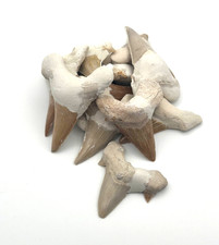 ✦ 1x Echter 3–4 cm Haifischzahn Fossil – Versteinert aus Marokko 60 Mio. Jahre ✦