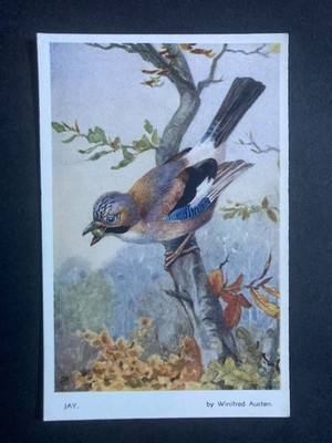 Der Eichelhäher von Winifred Austen Vintage Vogel Postkarte P86