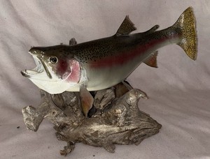 Vintage Taxidermy 25” 6.5lb Rainbow Trout Driftwood Mounted