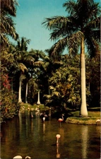 Sarasota FL-Florida, Sarasota Jungle Gardens, Flamingos, Vintage Postcard