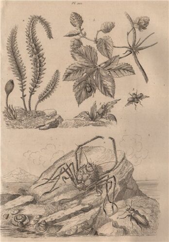 Cangrejo homola. Hookerie. Hoplia coerulea. Escarabajo Horia. Lúpulo (Hop) impresión 1834 - Imagen 1 de 1