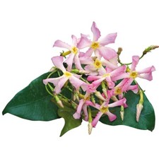 Trachelospermum asiaticum Pink Showers Pink Climbing Plant 90cm - 100cm 7L Pot