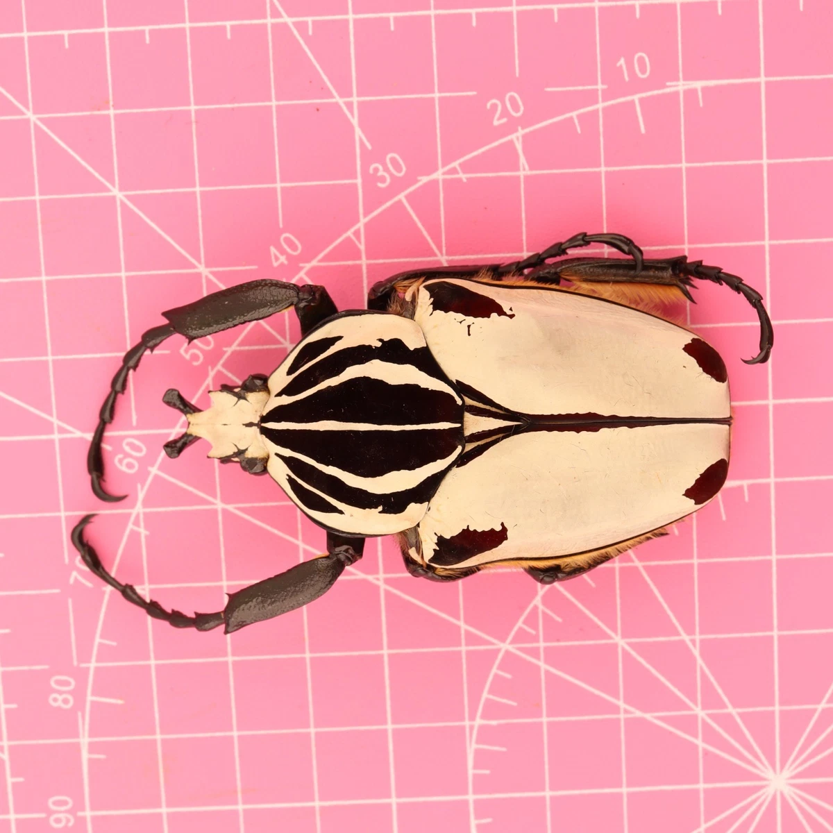 Goliathus Beetle for sale | eBay