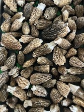 Freeze Dried, Wild Harvested Idaho Morel Mushrooms 1/2 Oz Sealed Package