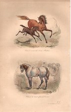 Stampa antica CAVALLA CON PULEDRO CAVALLO DA LAVORO Buffon 1853 Antique print