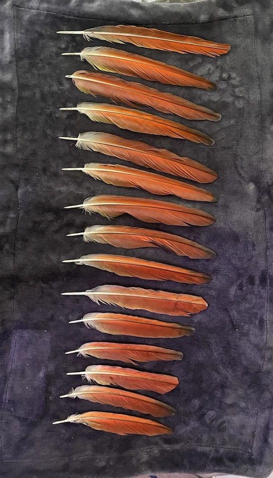 批量 30 件 绿翼 8 英寸至 13 英寸金刚鹦鹉尾羽毛栗色皇家红色 — 第 4/4 张图片