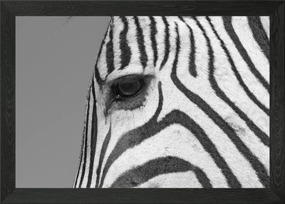 Zebra Nahaufnahme Gerahmtes Wandbild Poster Leinwanddruck Bild