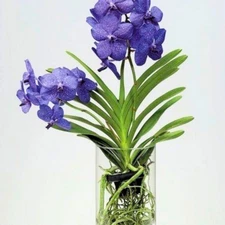 Black Square Plastic Vanda Orchid Air Plant Mesh Pot Net Basket 8cm *8cm 05 pcs