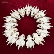 10 pcs Turtle Skull Crafts Education Animal Specimen Crafts Bone Ornament Collec