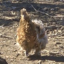 Fertile Assorted Pure Breed Hatching Eggs