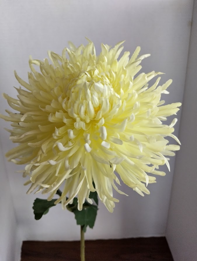 Artificial real touch Fuji mum stems CREAM with YELLOW tinge