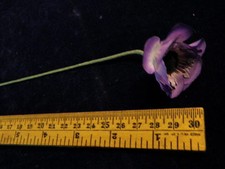 Vintage Millinery Flower Anemone 1 1/2" Purple Shaded Hat Wedding or Hair Y182