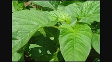 Jamaican Callaloo Seeds! (Amaranth) Black Seeds