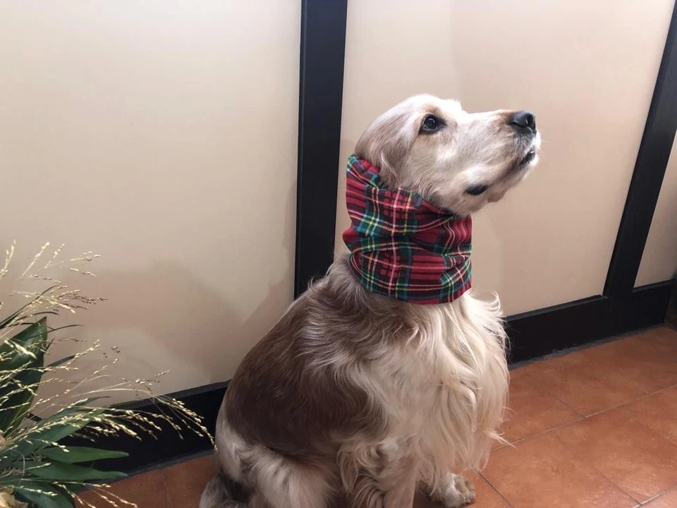 PARAORECCHIE COPRI ORECCHIE CUFFIETTE CUFFIA PER COCKER CAVALIER KING COTONE - Immagine 2 di 2