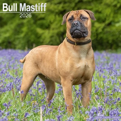 MARBLE CITY PRESS Bull Mastiff Calendar 2026 | 12x24" 16 Months | Dog Breed Gift Wall | Avonside