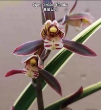 Cymbidium Golden Hinata (variegated)