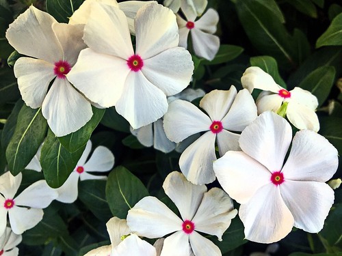 100 BRIGHT EYES PERIWINKLE Vinca Rosea Dwarf White & Pink Flower Seeds - Picture 7 of 10