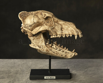 Dire Wolf Skull Fossil Museum Replica 14