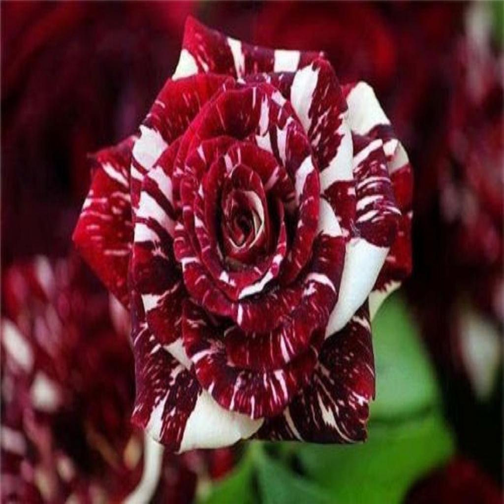 Tiger Stripes #51 Rose Bush 50 or 100 Seeds~Rare-Free Shipping-USA