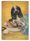 Vintage Butch Post Card Dog Cocker Spaniel Antique