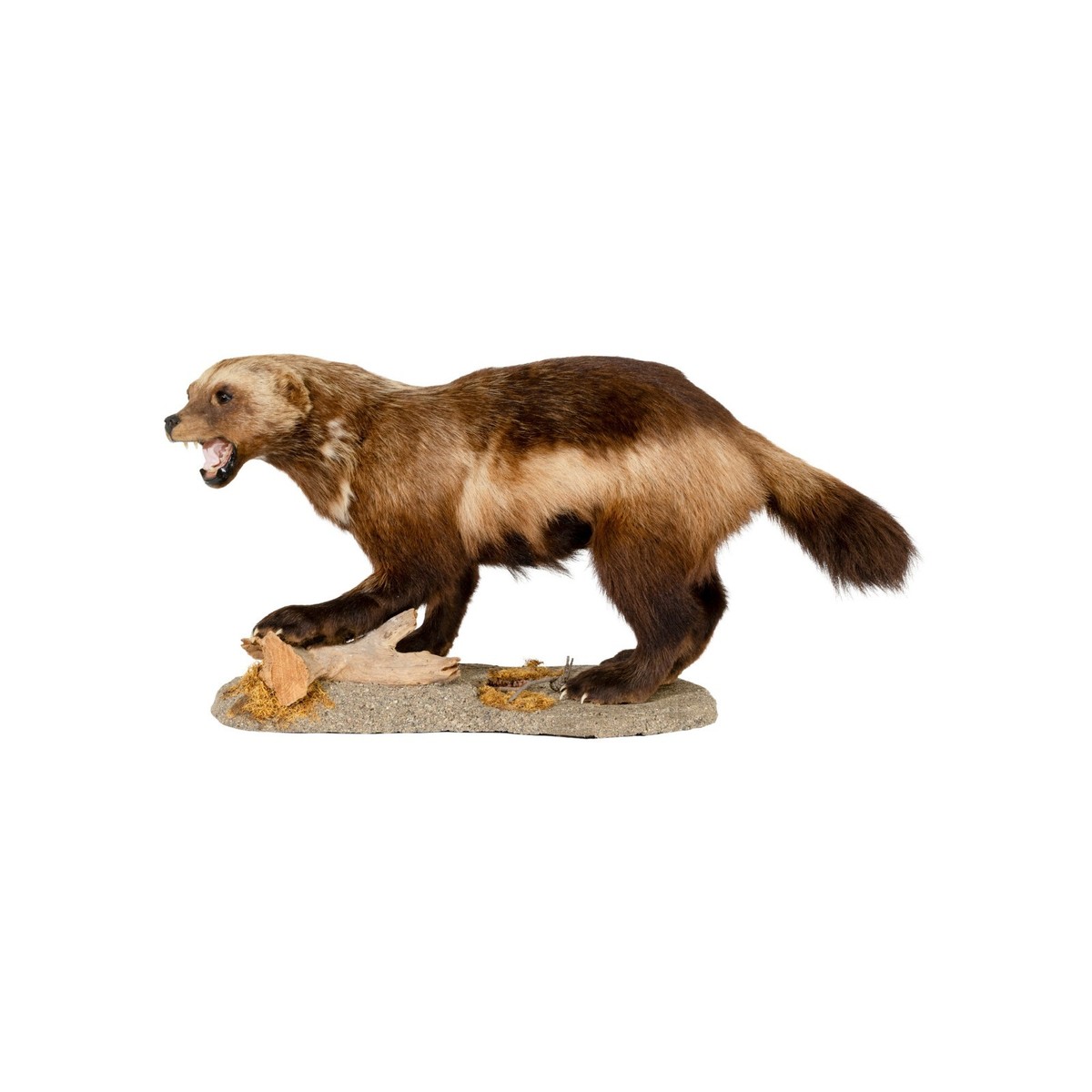 Full Mount Wolverine Taxidermy