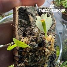 DENDROBIUM SULPHUREUM VAR. RIGIDIFOLIUM MINIATURE ORCHID MOUNTED