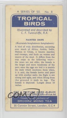 1961 Brooke Bond Tropical Birds Tea Painted Snipe #8 0y5 - Picture 2 of 3