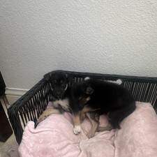 Wicker Dog Bed Basket with Pink Fleece Blanket for Small Dogs