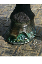 Beam Rot or Ray Cancer Treat With Vet Triol. 1 Twin Pack.