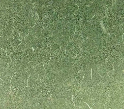 2 OZ LIVE VINEGAR EEL CULTURE Turbatrix Aceti Starter Fry Food Guppy Betta B2G1