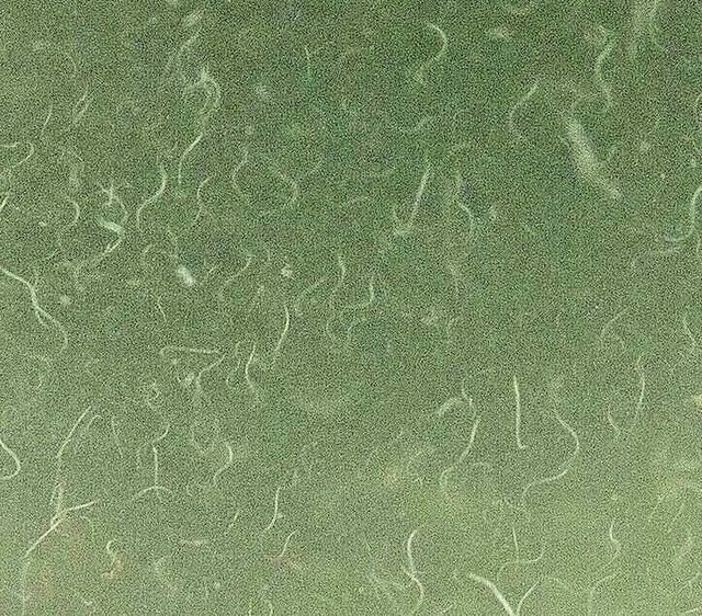 4 OZ LIVE VINEGAR EEL CULTURE Turbatrix Aceti Starter Fry Food Guppy Betta B2G1 eBay