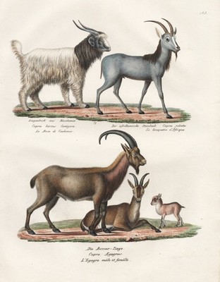 Cashmere goat Bezoar goat capricorn ibex goat lithograph Brodtmann 182 305990
