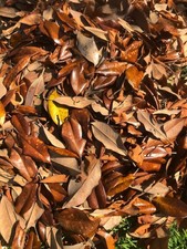 1 Gallon Magnolia Leaves   Natural, Clean, Bioactive Ready, Vivarium Leaf Litter