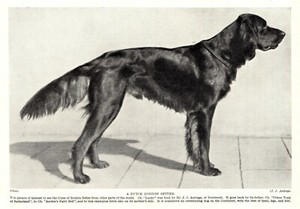 1930s Antique GORDON SETTER Dog Print Champion Lucky - Dutch Gordon Setter 4235d