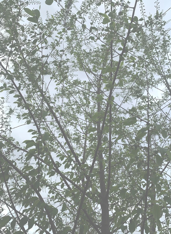 10 Live Black Cherry Tree Cuttings 10” + Edible New Young Ends Prunus Serotina - Image 2 of 4