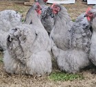 8+ English Lavender Orpington Hatching Eggs