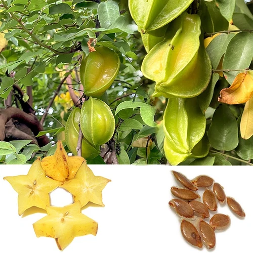 Star Fruit Averrhoa Carambola tropical Starfruit exotic tree seed 50 SEEDS - Bild 3 von 9