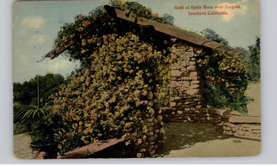 Gold Of Ophir Rose Over Fergola, Southern California Postcard