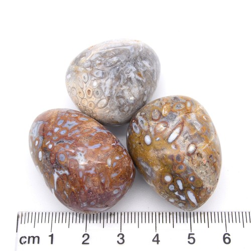 Fossilised Fern Root 3x Tumbled Stones 25x35mm - Picture 2 of 2