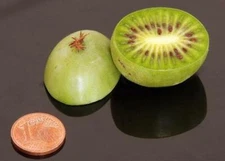 Actinidia arguta | Siberian or Dessert Kiwi | 150 Seeds