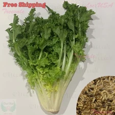 Frisee Endive Seeds - Cichorium Endivia - Green Curled Ruffec | Vegetable Seeds