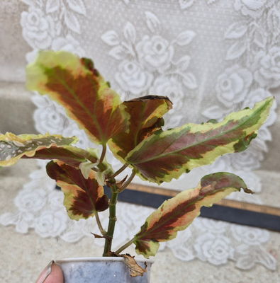 Begonia Plant -- 'Dainty Spray' Sport variegated | eBay
