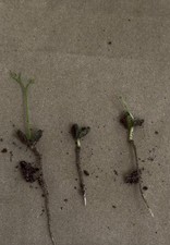 3 Germinated Curry Leaf Seeds