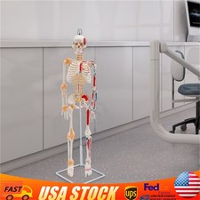 34" Half Life Size Human Skeleton Model For Doctors' Office or Anatomy Classroom